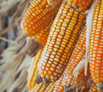 آشنایی با بذر ذرت هیبرید سینگل کراس KSC 703