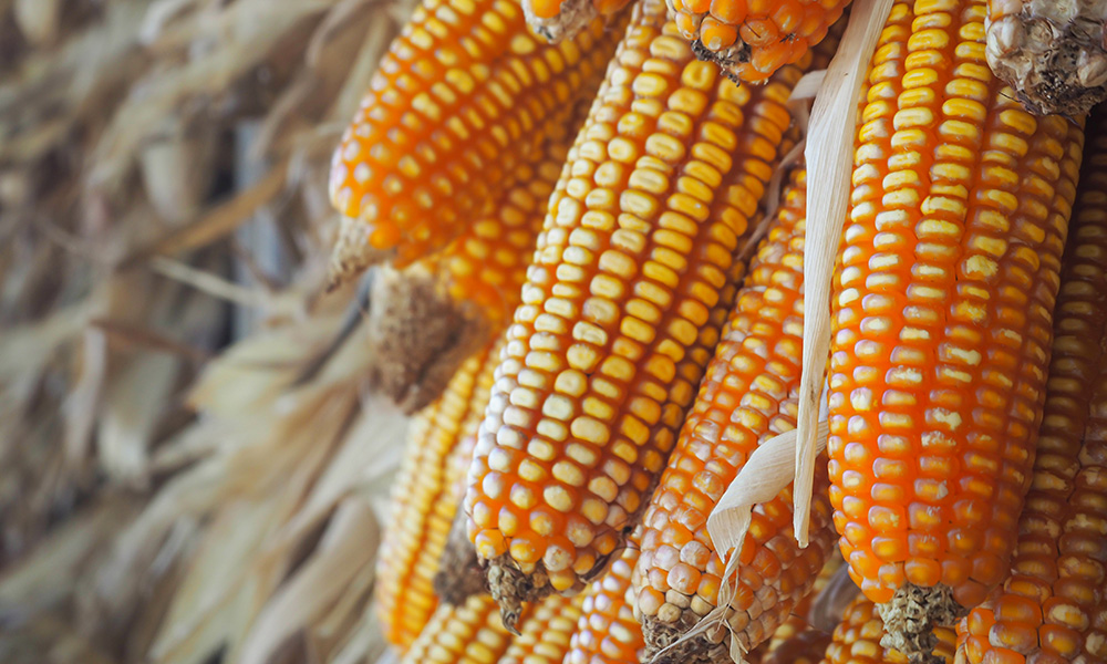 آشنایی با بذر ذرت هیبرید سینگل کراس KSC 703