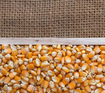 حداکثر عملکرد بذر ذرت هیبرید سینگل کراس KSC 703