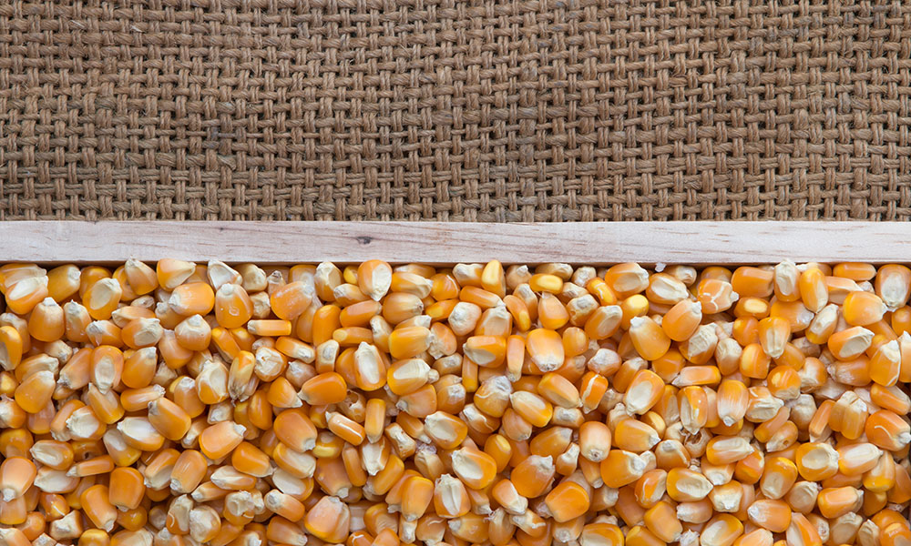 حداکثر عملکرد بذر ذرت هیبرید سینگل کراس KSC 703