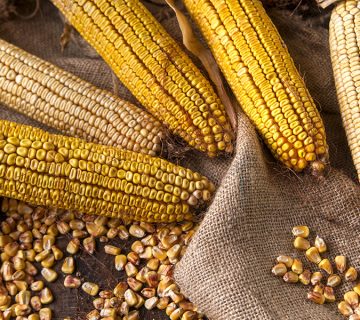 مناطق مناسب کشت رقم سینگل کراس