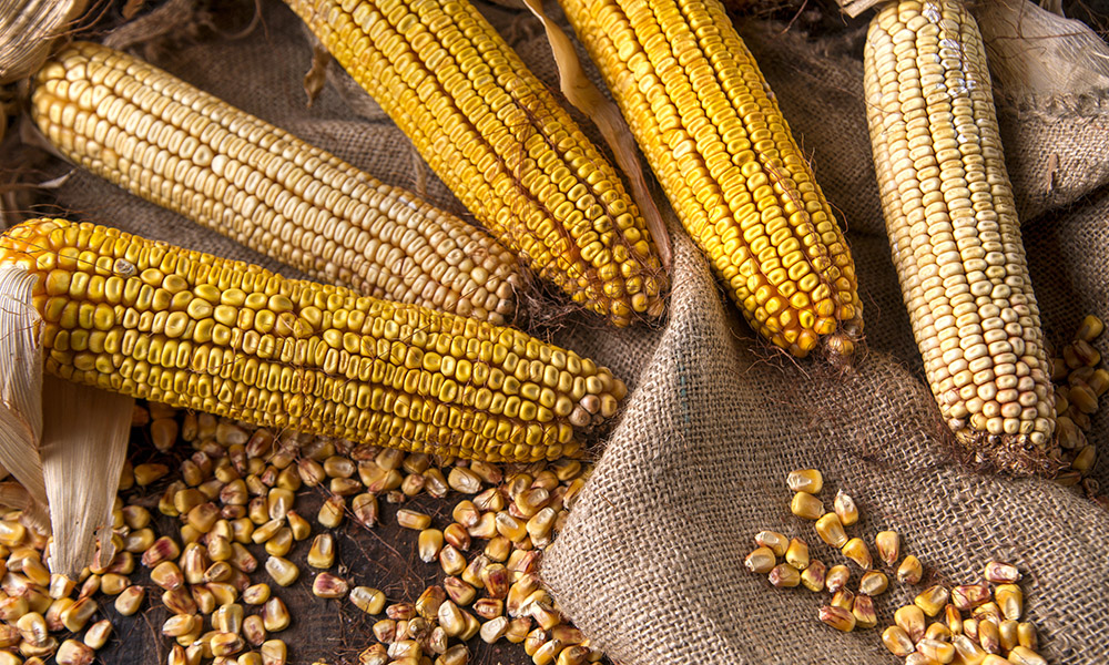 مناطق مناسب کشت رقم سینگل کراس